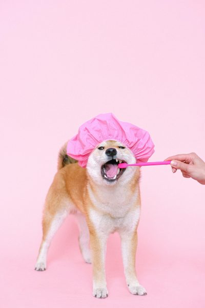 pexels shvetsa 4588018 pexels shvetsa 4588018