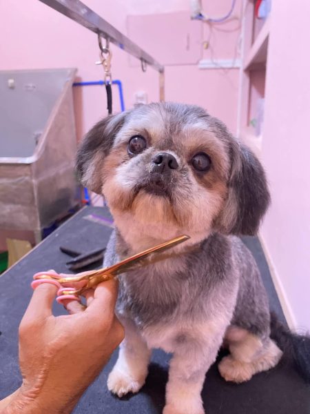 dog grooming Batanes dog grooming Batanes