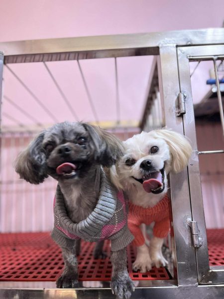 local pet groomer Batanes, Philippines local pet groomer Batanes, Philippines