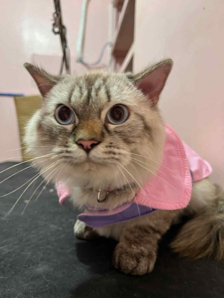 cat grooming Batanes cat grooming Batanes