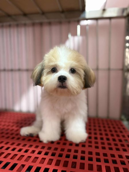 pet grooming services Batanes2gsqbrw8hcaq pet grooming services Batanes