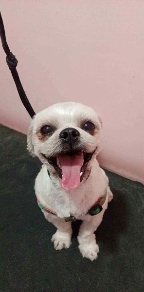 best pet grooming Batanes, Philippines best pet grooming Batanes, Philippines